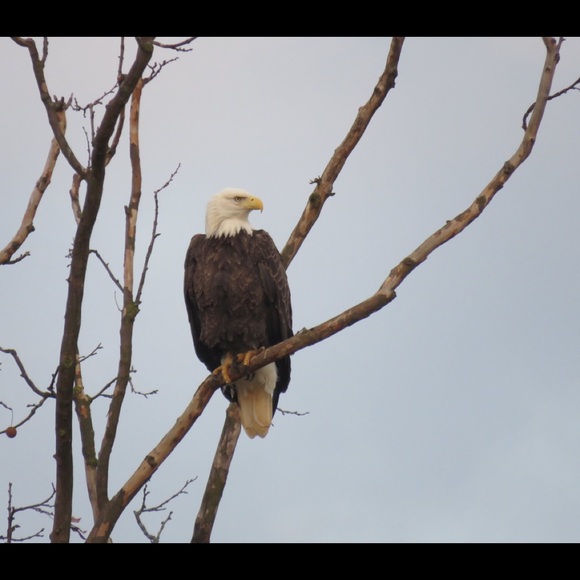 Meet your Posher, Karen - Picture 1 of 1